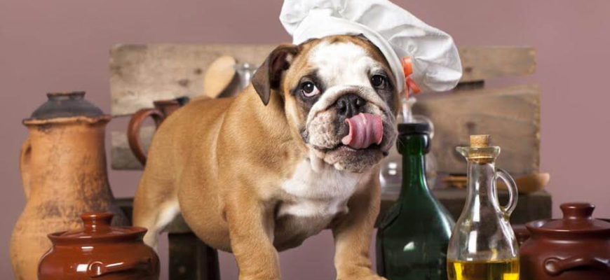 Cane in cucina